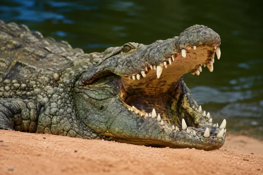 AI-Generated Crocodile Image Triggers Charges in Singapore