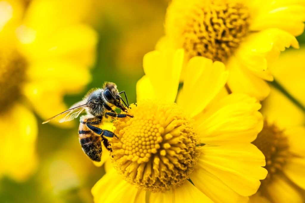 Amazon Expands Portfolio With New Bee AI Devices Launch New Amazon Bee AI devices