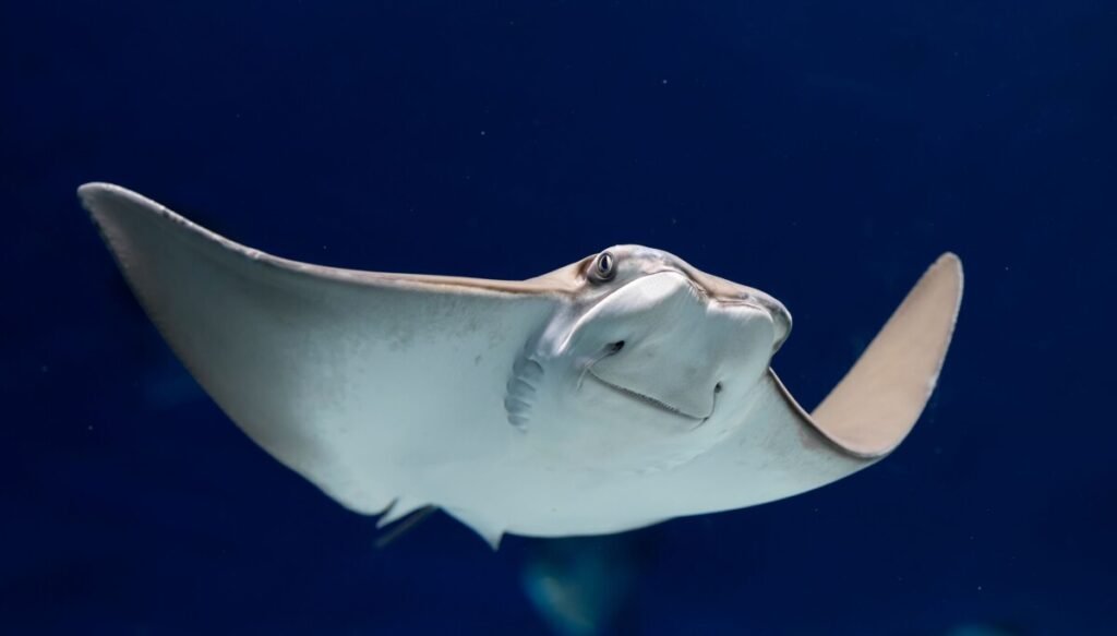 Ubuntu Stonking Stingray Lands With New AI Features Ubuntu Stonking Stingray system menu